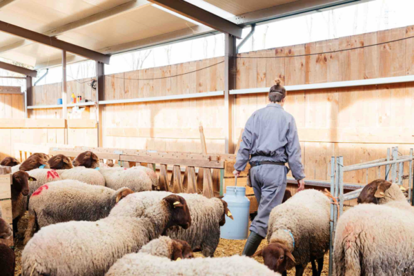 Top départ pour la vaccination après les premiers cas de FCO-3 en France