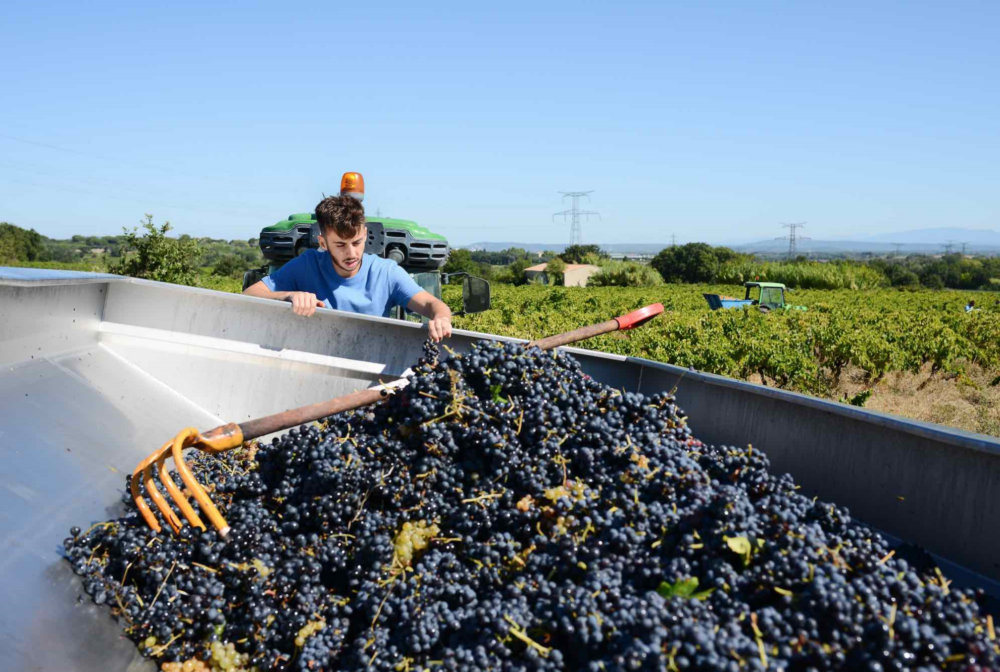 Reims La Marne Agricole La vendange démarre dans un climat d’incertitude La récolte 2024 a commencé dans plusieurs départements, notamment méridionaux. Un millésime particulièrement délicat s’annonce à l’issue d’une année climatique mouvementée.