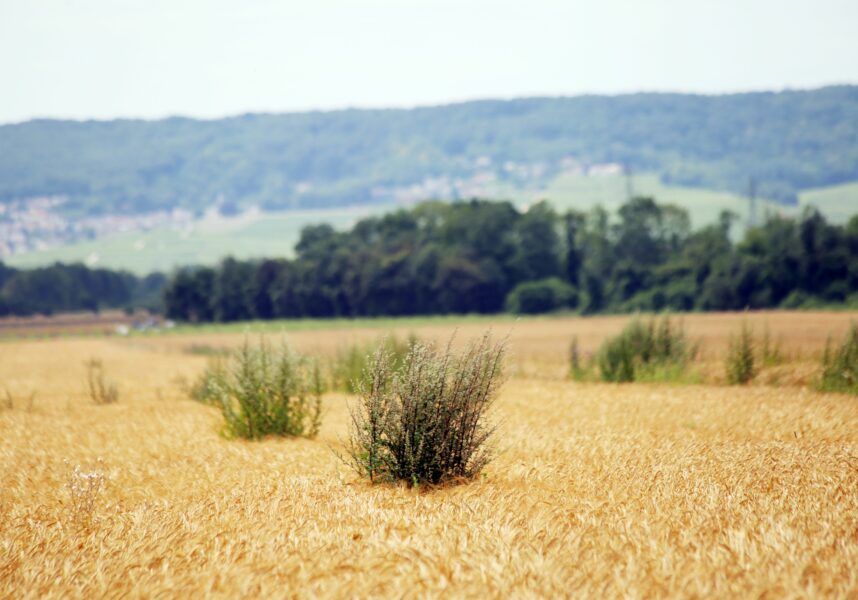 Moissons 2024 : le ministère de l’Agriculture dévoile son plan