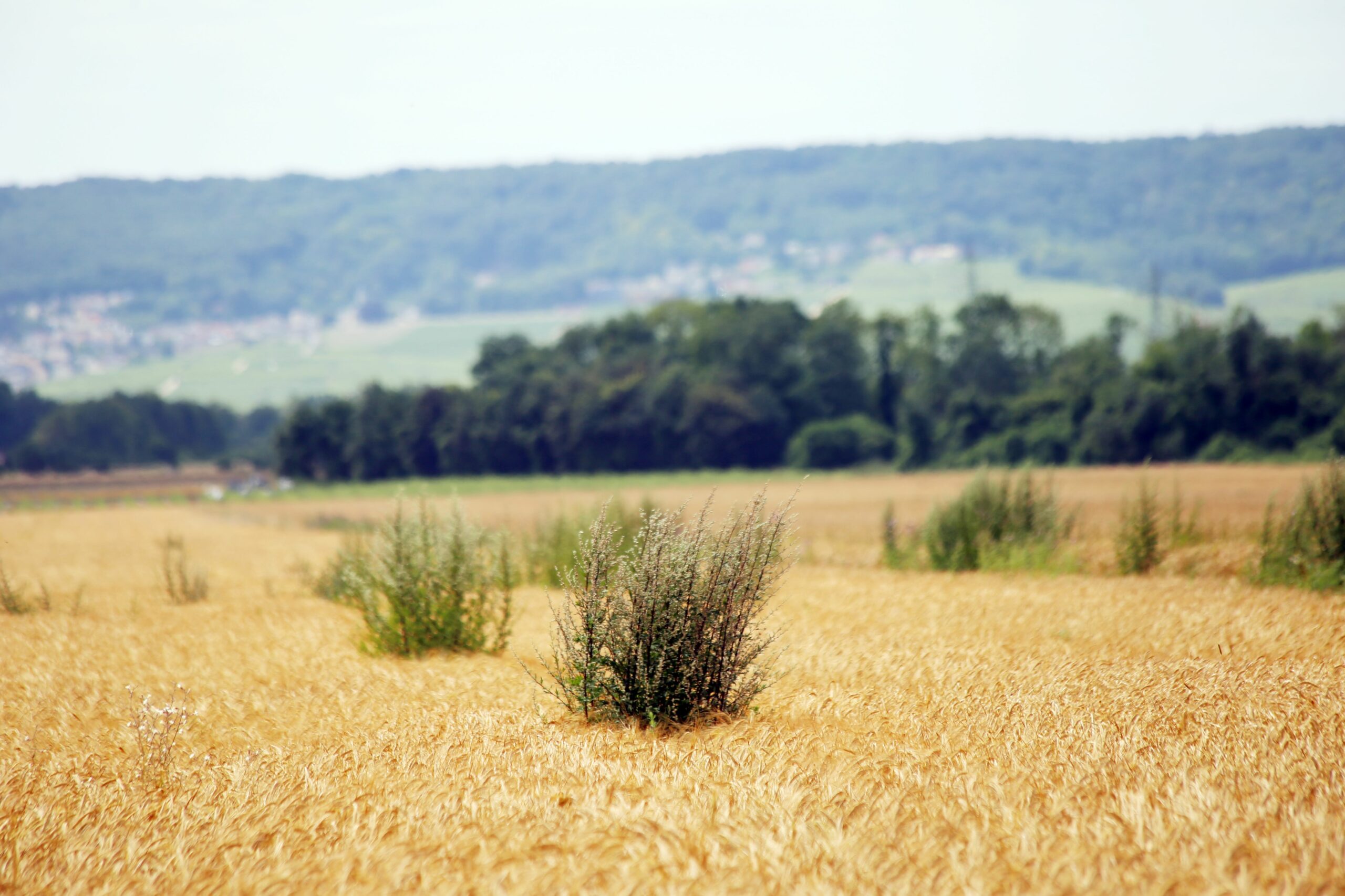 Moissons 2024 : le ministère de l’Agriculture dévoile son plan Dans un communiqué de presse du 12 août, le ministère de l’Agriculture a dévoilé son plan pour venir en aide aux agriculteurs touchés par la baisse des rendements lors de la moisson de blé tendre notamment.