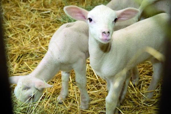 Troyes : un congrès FNO dominé par la fièvre catarrhale ovine