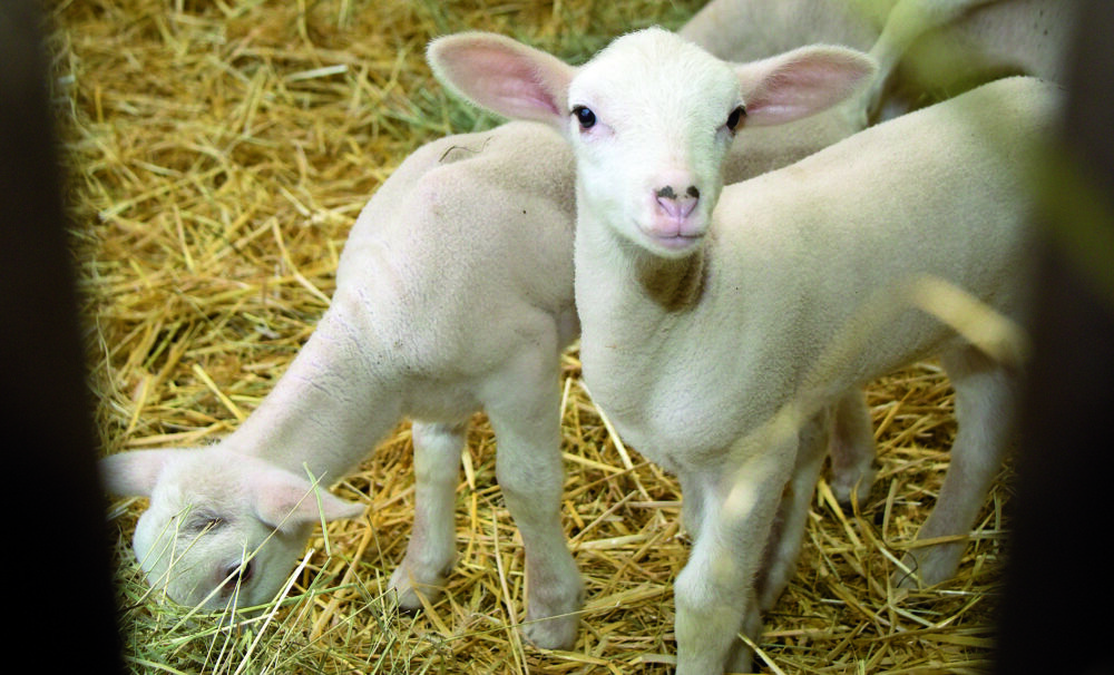 Reims La Marne Agricole La FCO s’étend rapidement, le commerce ralentit, la FNO veut un rebond Réunis en congrès en pleine crise de FCO, le 13 septembre, les éleveurs d’ovins de la FNO ont demandé un « plan Marshall » pour relancer la production. Troyes : un congrès FNO dominé par la fièvre catarrhale ovine