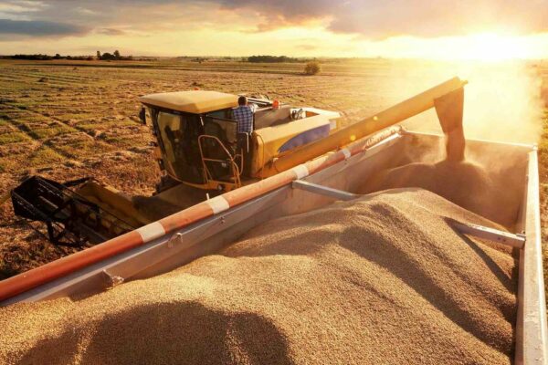 France : 10 millions de tonnes de céréales à paille seront récoltées en moins que l’an dernier