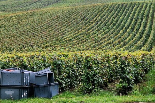 Vendange en Champagne : peu de raisins, mais bons !