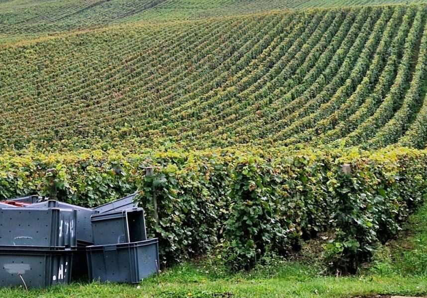 Vendange en Champagne : peu de raisins, mais bons !