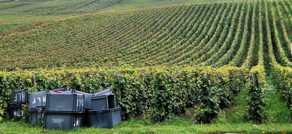 Reims La Marne Agricole Champagne raisins de la vendange Peu… mais bons ! On savait que les raisins allaient manquer dans les vignes mais on n’imaginait pas qu’ils donnent des jus de qualité aussi excellente. Pendant toute cette campagne 2024, la météo n’a pas été du côté des vignerons, heureusement elle le fut les dernières semaines avant et pendant les vendanges.