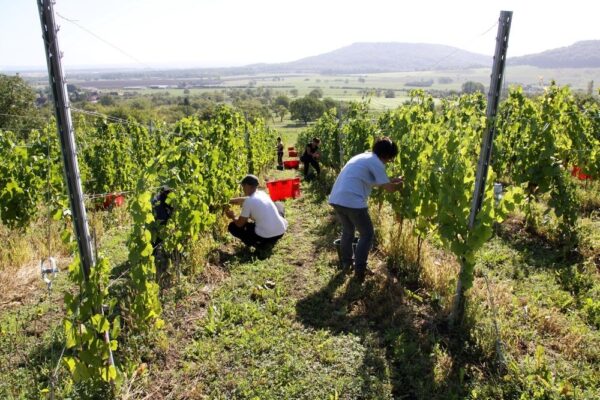 Les mousseux lorrains tiennent leur appellation