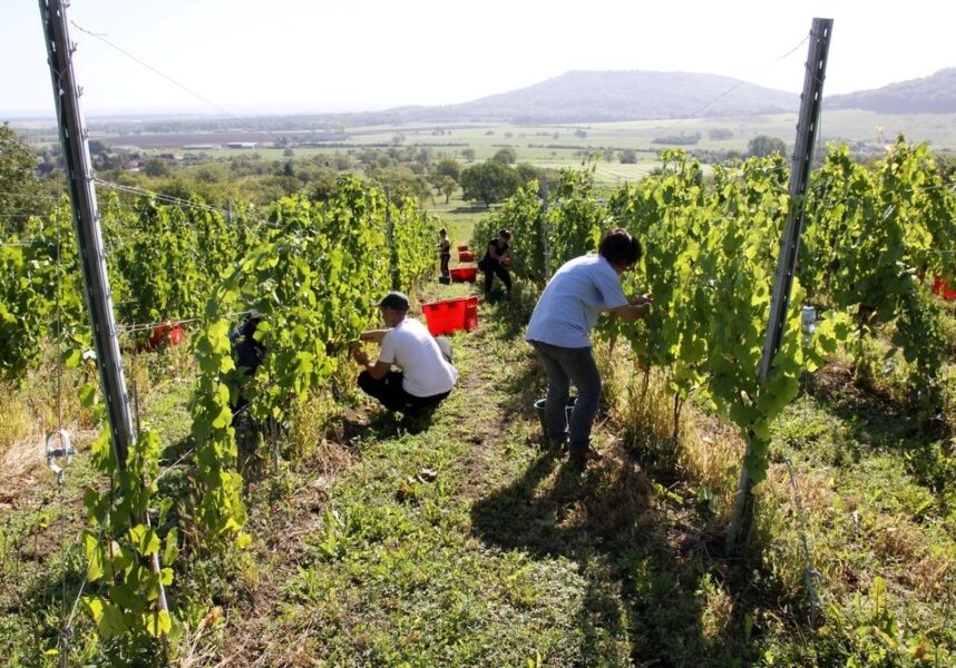 Les mousseux lorrains tiennent leur appellation