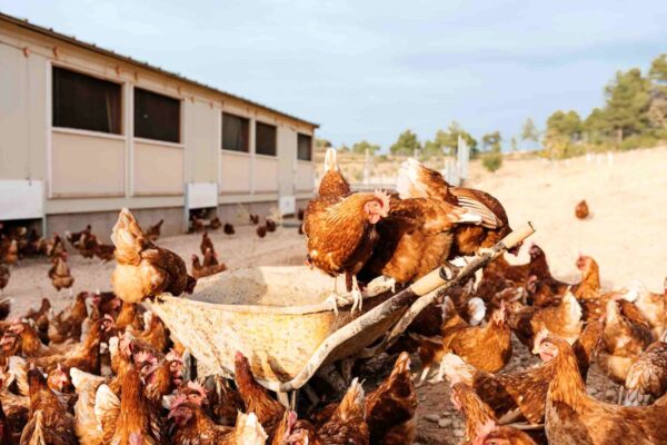 Aviculture : reconquérir la souveraineté