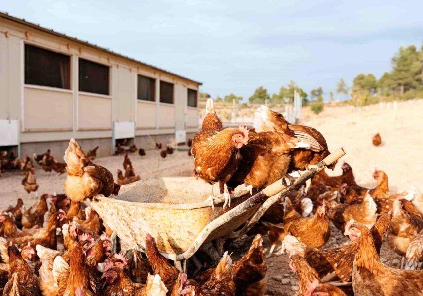 Aviculture : reconquérir la souveraineté