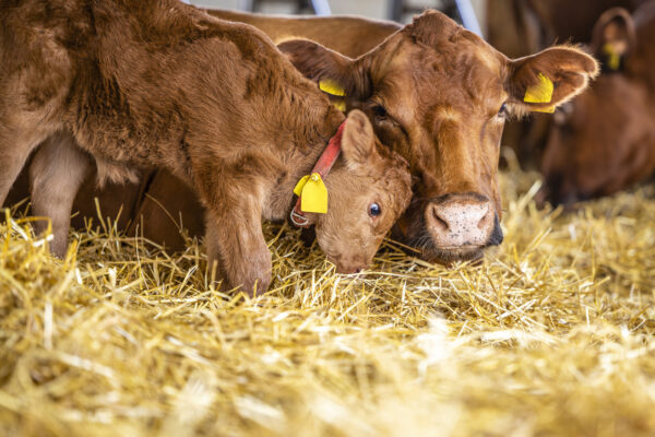 Une volonté partagée dans le monde d’inciter les agriculteurs au bien-être animal