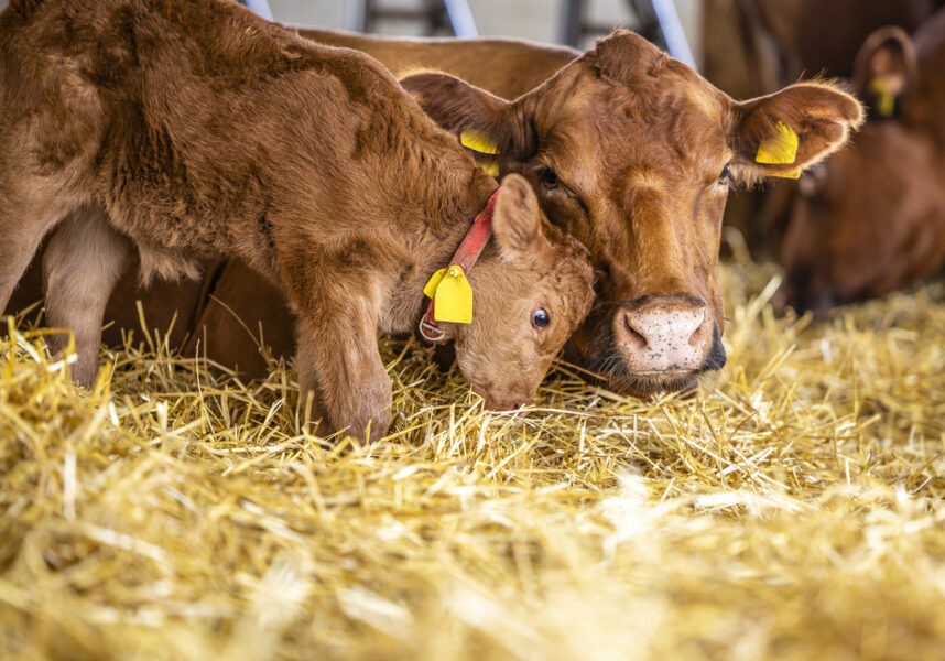 Une volonté partagée dans le monde d’inciter les agriculteurs au bien-être animal