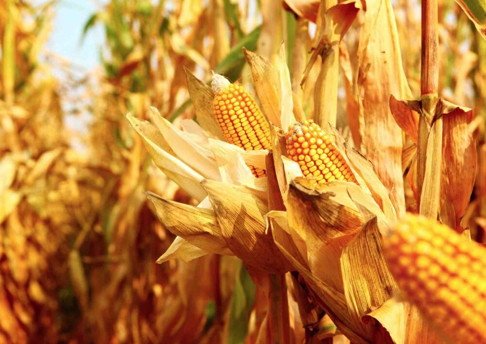 Reims La Marne Agricole Le maïs au cœur des bouleversements géopolitiques Au congrès des producteurs de maïs à Pau, les interventions consacrées aux bouleversements géopolitiques récents ont dominé les débats. Les conséquences de ces événements sur l’économie et les échanges agricoles restent encore à venir.