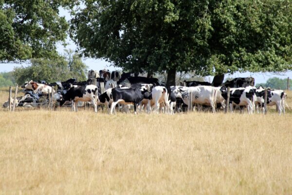 Changement climatique en Grand Est : prévisions édifiantes pour agriculture et forêt