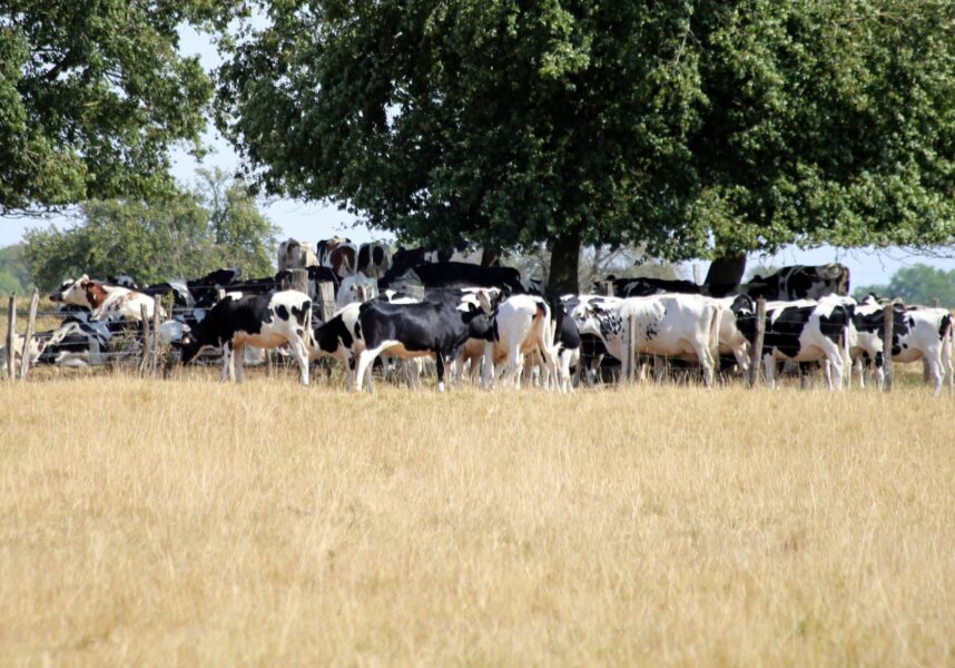 Changement climatique en Grand Est : prévisions édifiantes pour agriculture et forêt