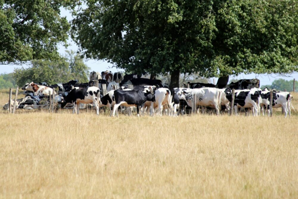 Reims La Marne Agricole Changement climatique en Grand Est : prévisions édifiantes pour agriculture et forêt La Région Grand Est a analysé les conséquences prévisibles du réchauffement climatique, et l’élaboration d’un plan d’actions a été actée en octobre 2022, année la plus chaude jamais enregistrée en France. Avec une volonté d’anticiper les risques.