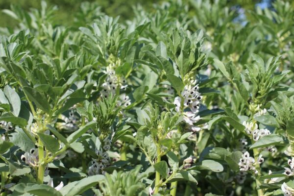 Jusqu’à quand peut-on semer son pois ou sa féverole d’hiver ?