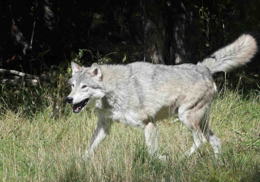 Le statut du loup régresse d’un cran