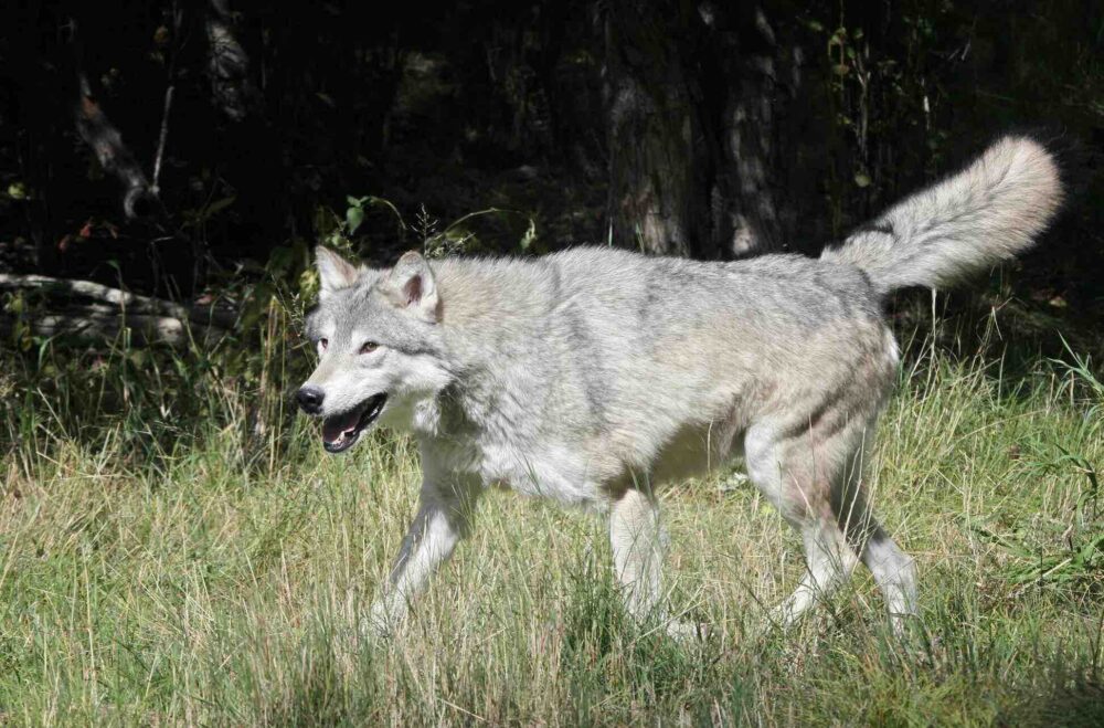 Reims La Marne Agricole Le statut du loup régresse d’un cran Réuni à Strasbourg le 3 décembre, le Comité permanent de la Convention de Berne a décidé d’assouplir le statut du loup en le faisant passer d’espèce « strictement protégée » à « espèce protégée ». Une bonne nouvelle saluée par les agriculteurs, mais fustigée par les associations de protection de la nature.