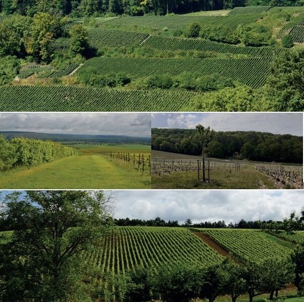 Marne : le vignoble marnais engagé dans la biodiversité