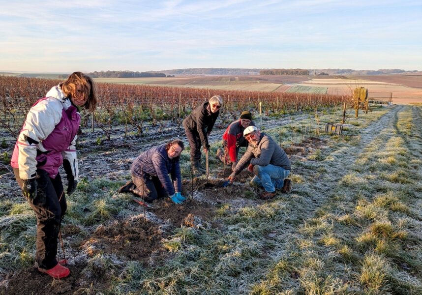 Biodiversité : les vignerons de Fèrebrianges plantent 420 mètres de haies locales