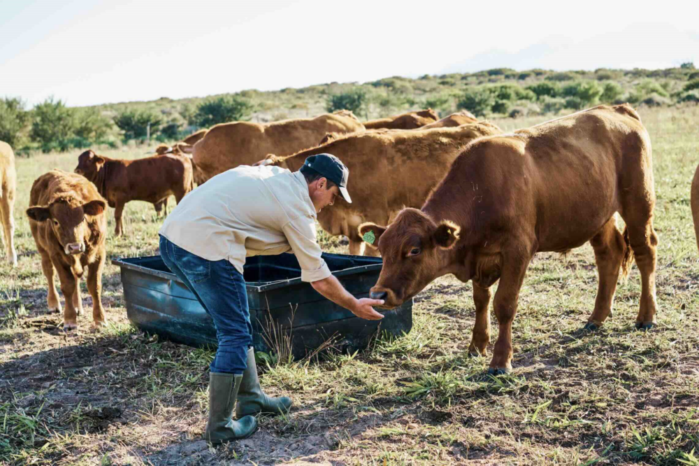 Reims La Marne Agricole Bovin viande : revenus 2024 toujours hétérogènes malgré la hausse des cours La conjoncture très favorable du marché de la viande bovine profite pleinement aux producteurs les plus spécialisés, conventionnels ou biologiques. A contrario, l’activité céréalière des poly-éleveurs-cultivateurs plombe leurs revenus.