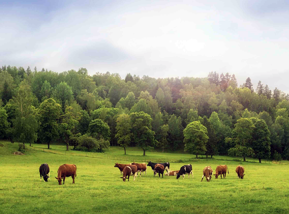 Reims La Marne Agricole Quelle définition pour la durabilité d’un élevage ? Le congrès de la Fédération nationale bovine (FNB) s’est tenu les 12 et 13 février à La Rochelle (Charente-Maritime). Les éleveurs ont notamment planché dans trois groupes de travail dont l’un était centré sur la valorisation des atouts sociétaux de l’élevage bovin.