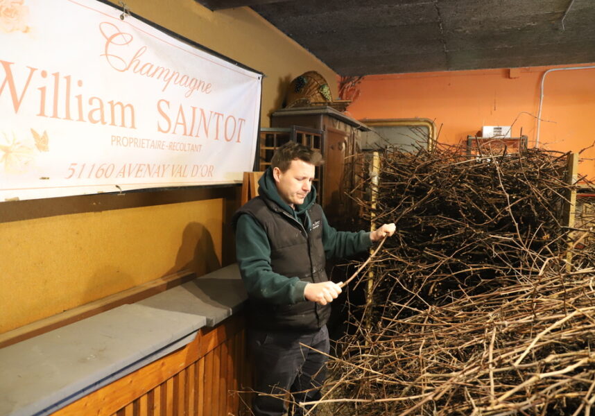 La pépinière William Saintot entretient le savoir à Avenay-Val-d’Or