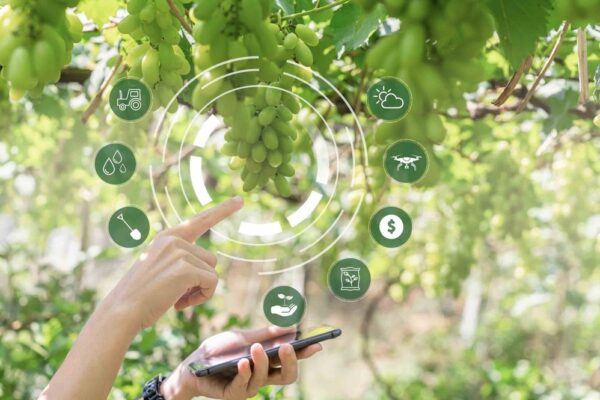 IA : des avancées en viticulture