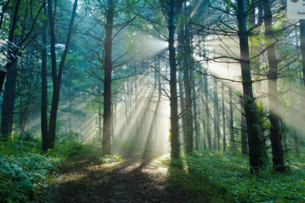 Déforestation : la FAO tire le signal d’alarme
