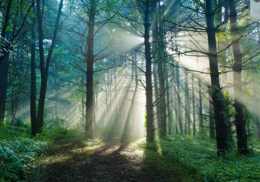Déforestation : la FAO tire le signal d’alarme
