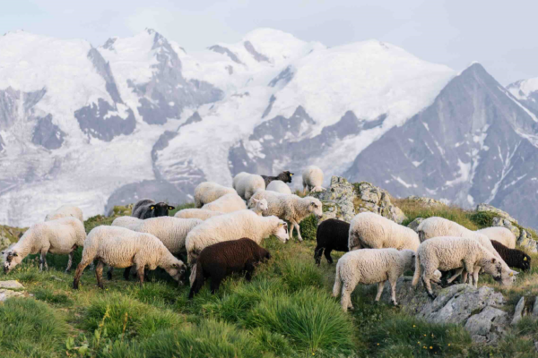 Renforcer le pastoralisme en France