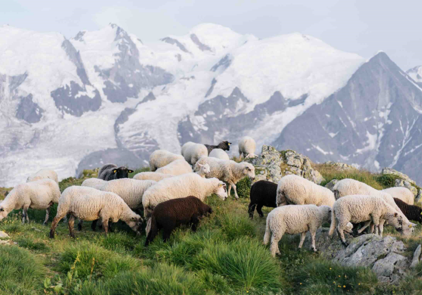 Renforcer le pastoralisme en France