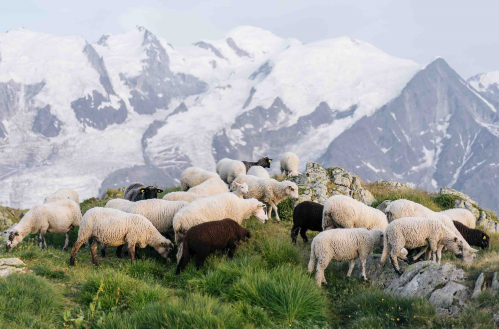 Reims La Marne Agricole Renforcer le pastoralisme en France Pas moins de 17 députés ont réfléchi pendant plusieurs mois à la situation actuelle du pastoralisme et à son devenir. Ils ont récemment rendu leurs conclusions dans un rapport d’information qui fait état de 45 propositions