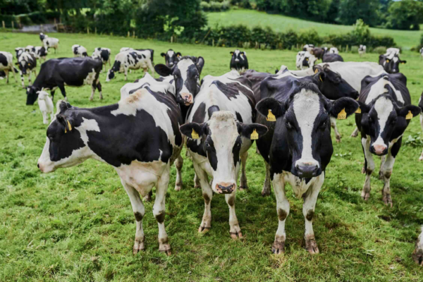 Lait : de nombreux écarts de revenus en Europe