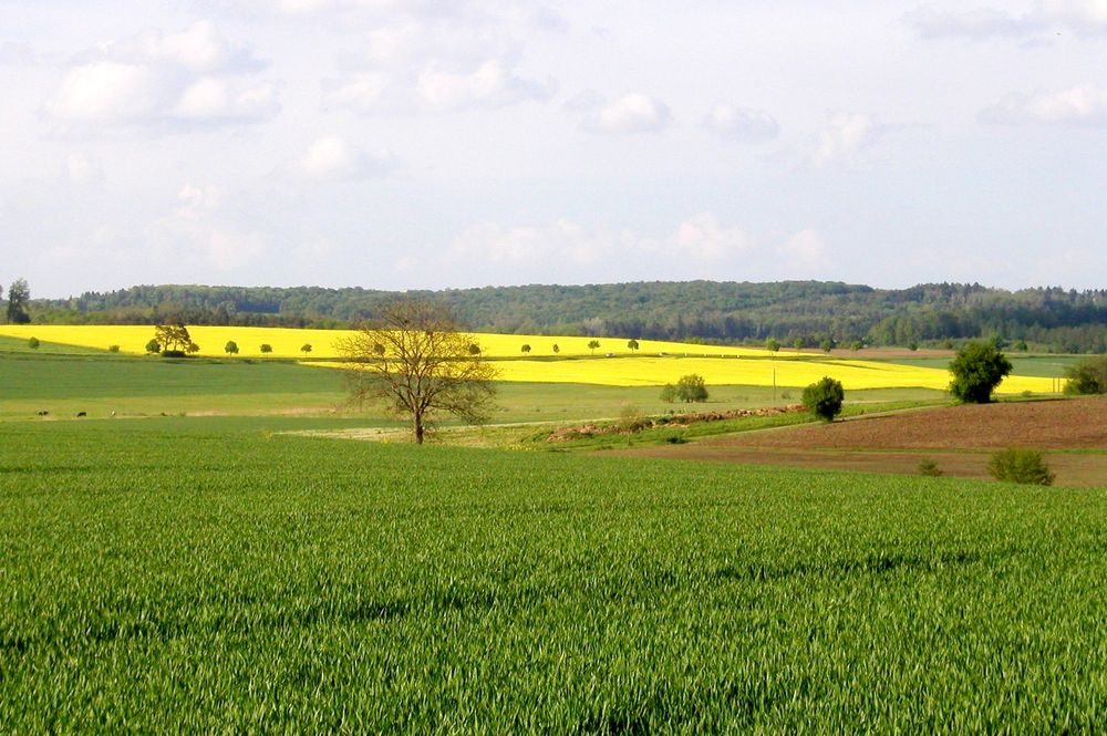 Grand Est : l’état de la nutrition azotée des blés au 30 avril Les céréales poursuivent leur montaison : la majorité des parcelles sont maintenant au stade 3 nœuds en Lorraine et Alsace et DFP (dernière feuille pointante) voire DFE (dernière feuille étalée) en Champagne-Ardenne.