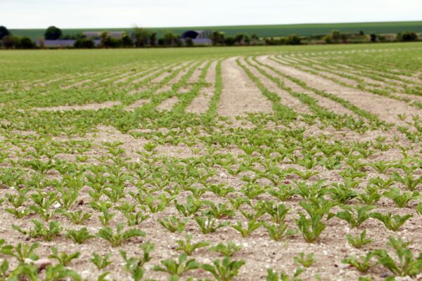 Reims : durabilité, Cristal Union accélère avec ses coopérateurs