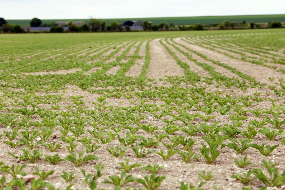 Reims La Marne Agricole Reims : durabilité, Cristal Union accélère avec ses coopérateurs Les 9 000 coopérateurs de Cristal Union sont certifiés Gold ou Silver SAI, un référentiel qui évalue la durabilité des exploitations agricoles. Pour Cristal Union la durabilité est un vrai enjeu. La coopérative betteravière a annoncé le 12 mai que 100 % des coopérateurs étaient certifiés Gold ou Silver SAI (sustainable agriculture initiative plateforme). Ils ont tous été évalués sur leur bilan carbone. Une prime a été versée à 700 coopérateurs engagés dans l’agriculture de régénération et bas carbone.