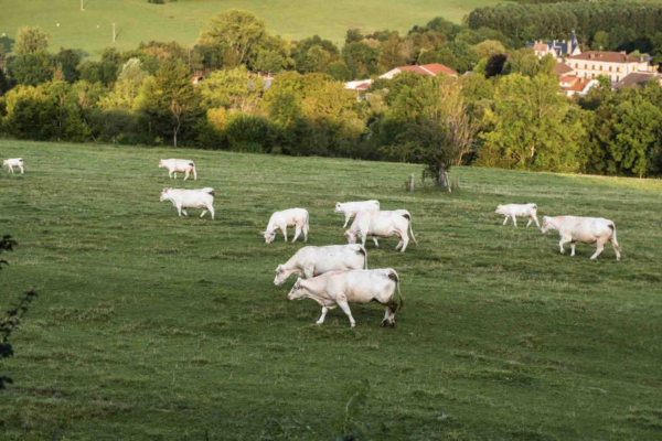 Terres agricoles : un marché en léger repli