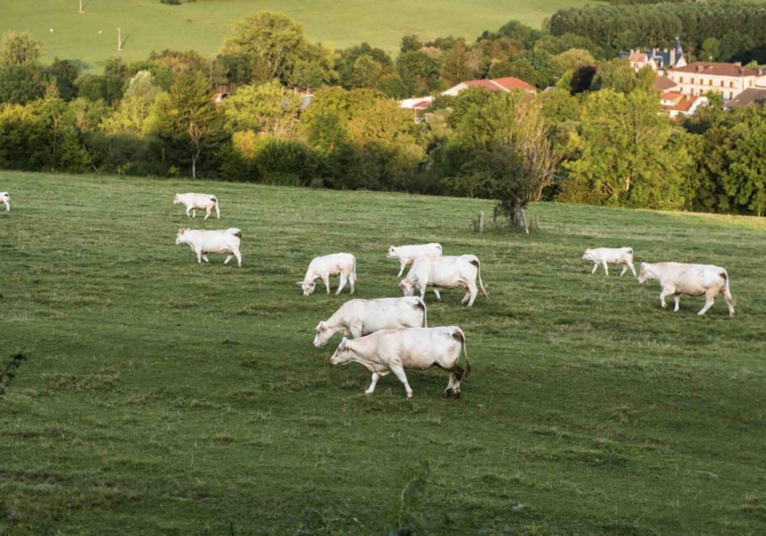 Terres agricoles : un marché en léger repli