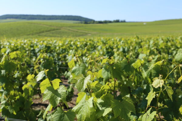 Foncier : prix en hausse en Champagne