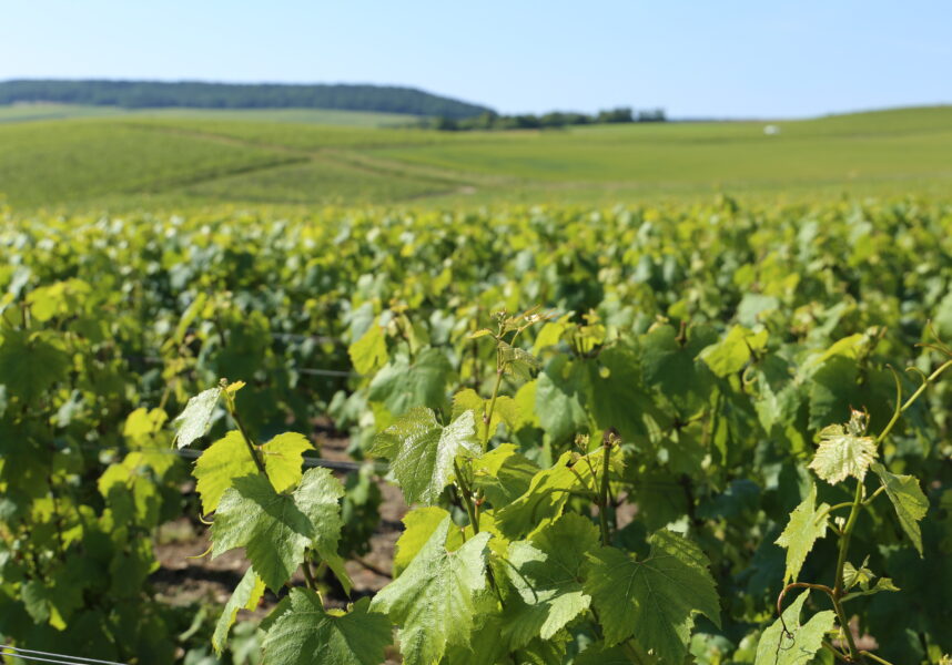 Foncier : prix en hausse en Champagne Foncier : prix en hausse en Champagne