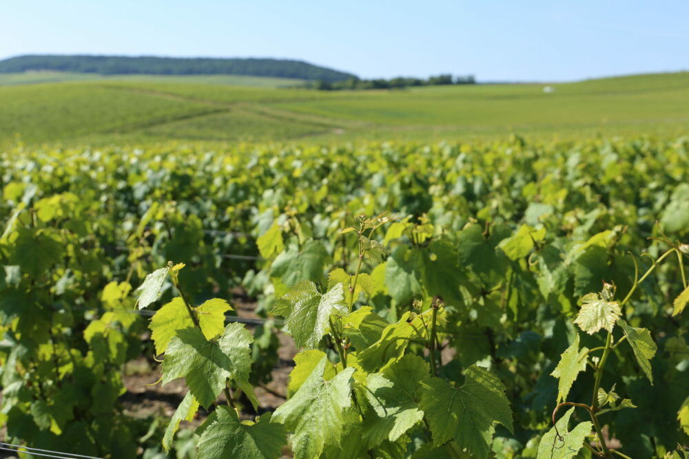 Reims La Marne Agricole Foncier : prix en hausse en Champagne Le marché du foncier agricole a connu une année 2024 « très contrastée », a indiqué le 22 mai la FNSafer, montrant une poursuite des tendances de prix. La Champagne progresse légèrement.