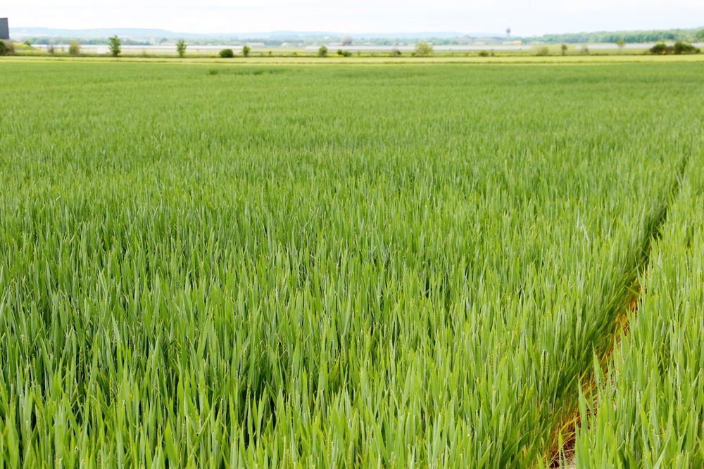 Reims La Marne Agricole Les bailleurs ne désarment pas La Section nationale des propriétaires ruraux de la FNSEA (SNPR) a tenu son Assemblée générale annuelle le 16 mai à Paris. L’occasion de revenir sur les combats de l’année écoulée et ceux à venir.