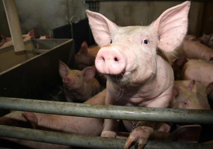 Producteurs de porcs : conserver la confiance dans un monde d’incertitudes