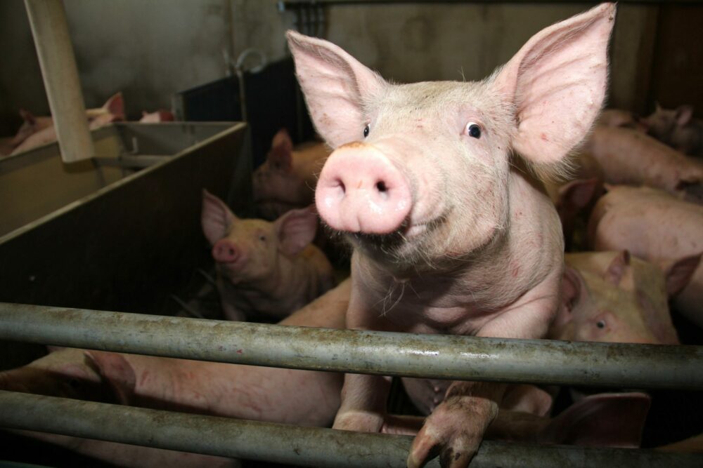 Reims La Marne Agricole Producteurs de porcs : conserver la confiance dans un monde d’incertitudes Réunis à Angers le 13 juin pour leur congrès annuel, les producteurs de porcs français veulent rester optimistes malgré une conjoncture économique, réglementaire et sanitaire aussi fragile qu’incertaine.
