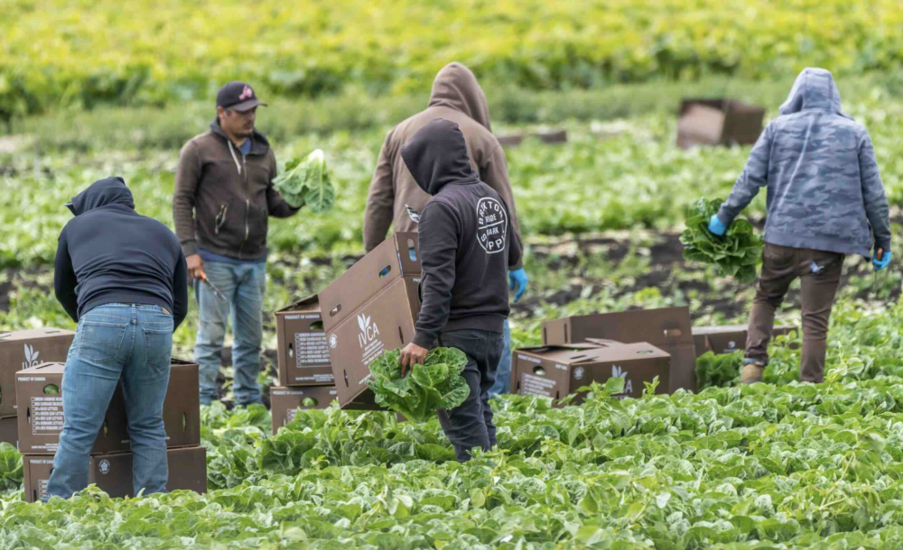 Reims La Marne Agricole Les travailleurs saisonniers en manque de logement Les magistrats de la Cour des comptes ont rendu public un rapport* assez sévère sur le logement des saisonniers, fustigeant plus l’inaction des pouvoirs publics que les acteurs des filières tourisme, culture ou agriculture.