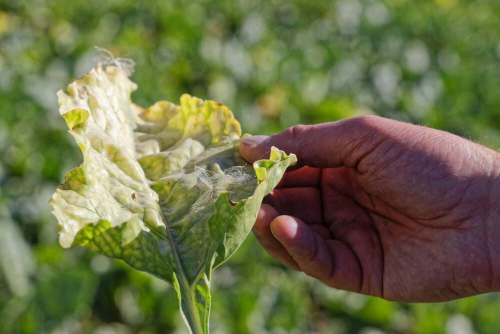 Reims La Marne Agricole Alerte sur l’apparition généralisée de la jaunisse virale dans la plaine betteravière Depuis plusieurs jours, les symptômes de la jaunisse ont fait leur apparition dans plusieurs régions betteravières s’alarme la CGB.