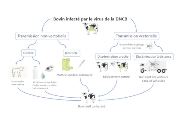 Grand Est : une maladie virale à haut risque pour les bovins français