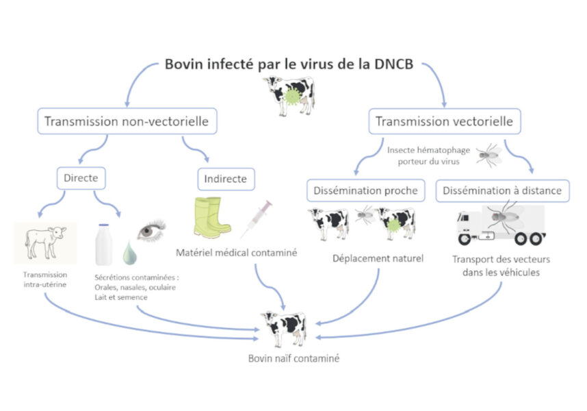 Grand Est : une maladie virale à haut risque pour les bovins français